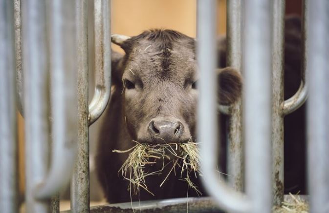 cattle cartel lawsuit