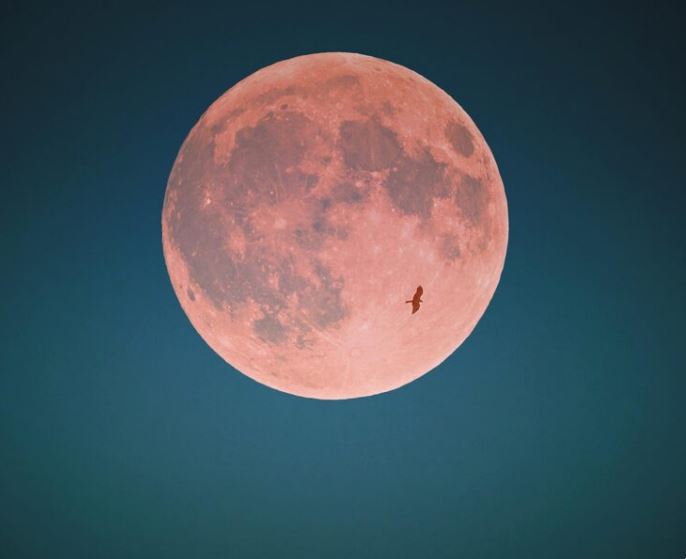 april full pink moon