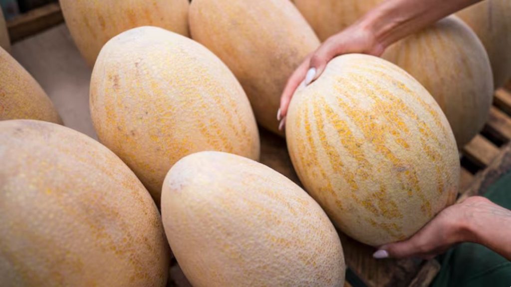 cantaloupe recall salmonella ayco farms