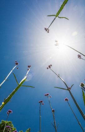 uk heatwave weather forecast